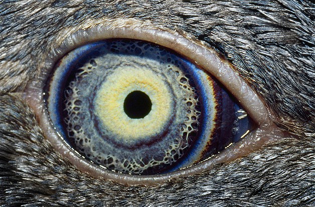 بالصور عيون الحيوانات عن قرب