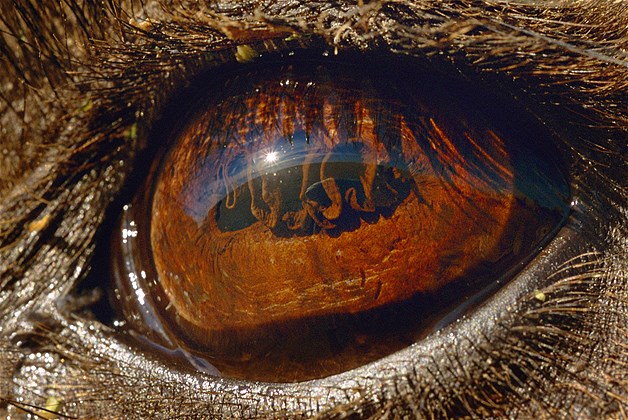 بالصور عيون الحيوانات عن قرب