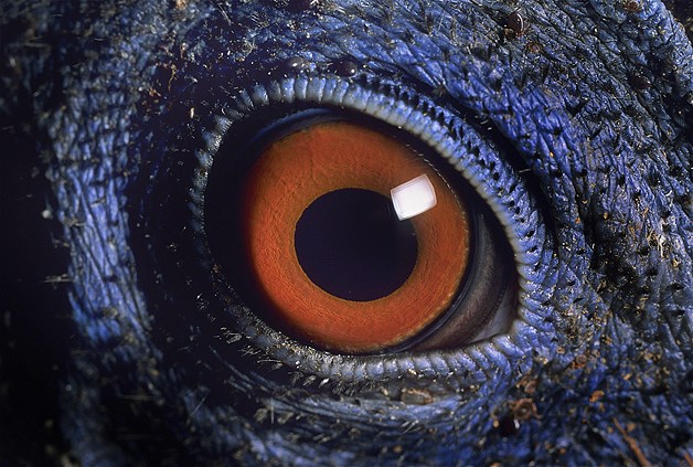 بالصور عيون الحيوانات عن قرب