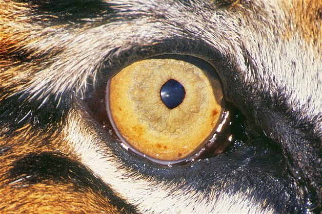 بالصور عيون الحيوانات عن قرب