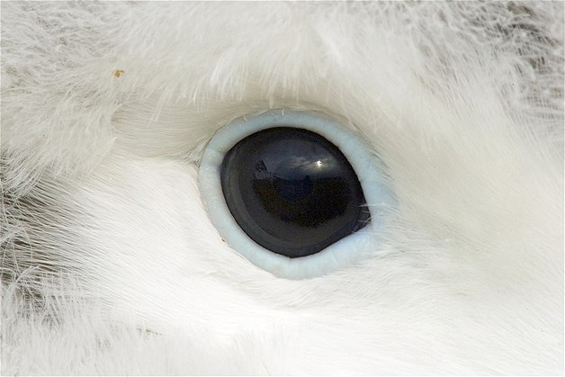 بالصور عيون الحيوانات عن قرب