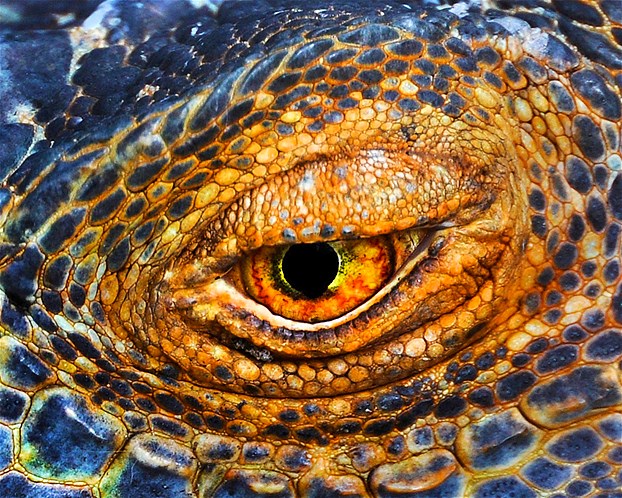 بالصور عيون الحيوانات عن قرب