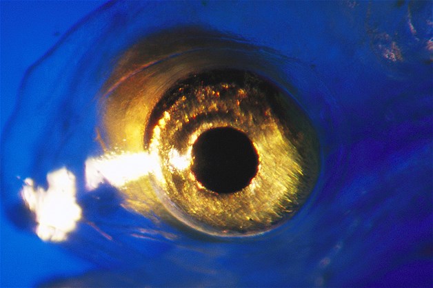 بالصور عيون الحيوانات عن قرب