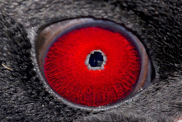 بالصور عيون الحيوانات عن قرب