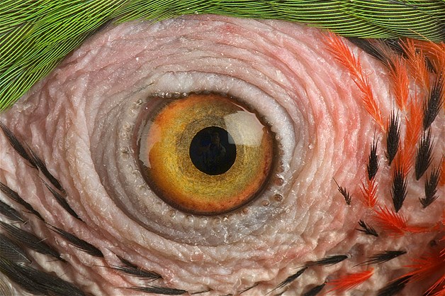 بالصور عيون الحيوانات عن قرب