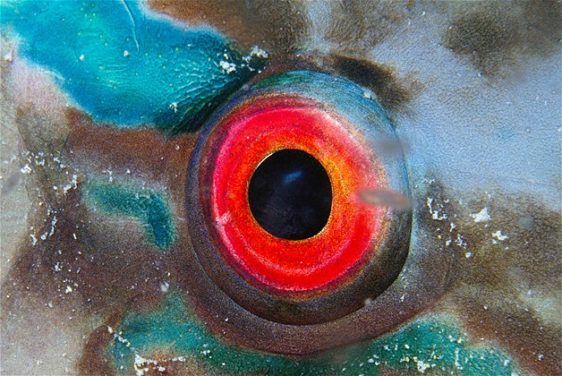 بالصور عيون الحيوانات عن قرب