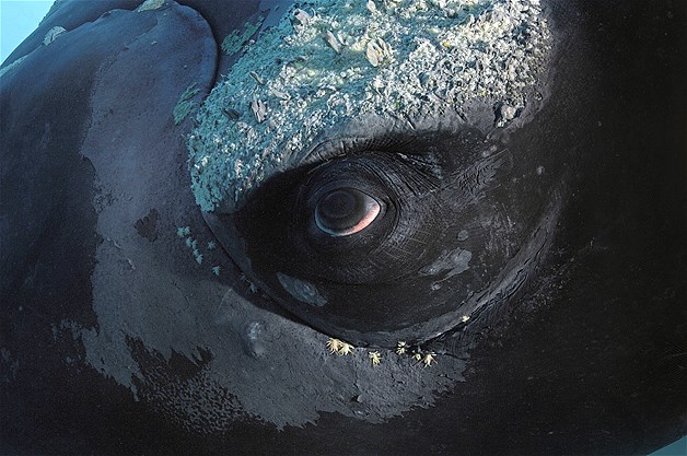 بالصور عيون الحيوانات عن قرب