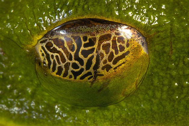 بالصور عيون الحيوانات عن قرب