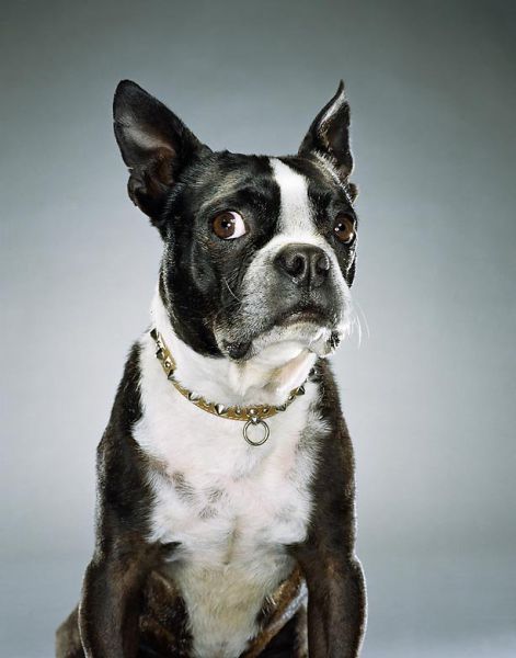 صور كلاب مضحكة