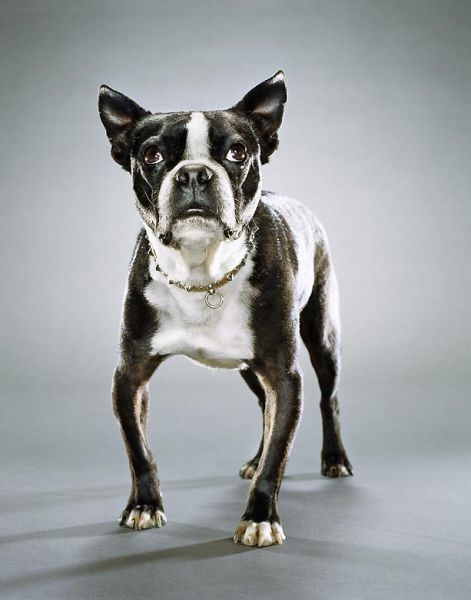 صور كلاب مضحكة