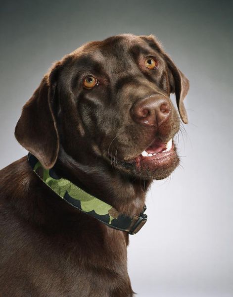 صور كلاب مضحكة