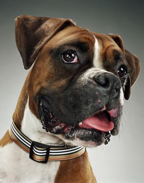 صور كلاب مضحكة