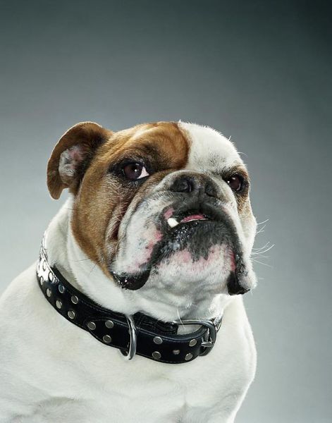 صور كلاب مضحكة