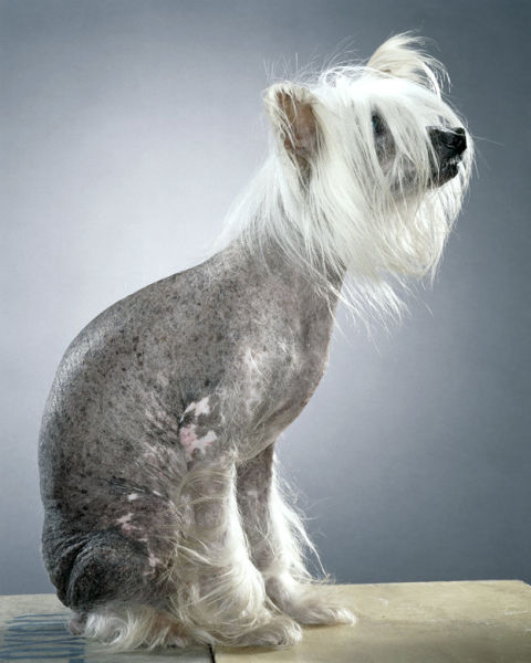 صور كلاب مضحكة