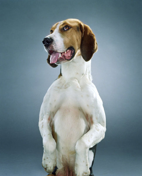 صور كلاب مضحكة