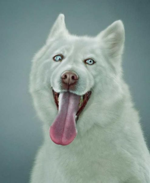 صور كلاب مضحكة