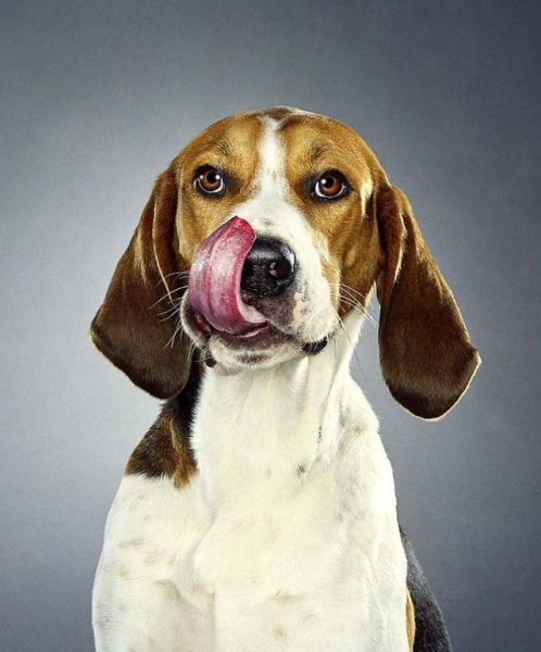 صور كلاب مضحكة