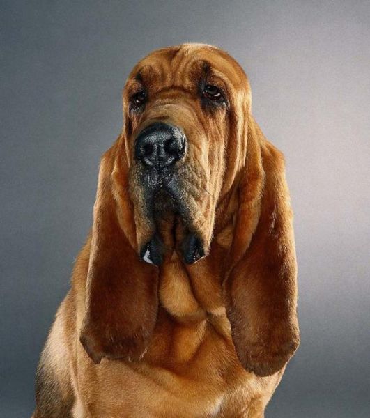 صور كلاب مضحكة