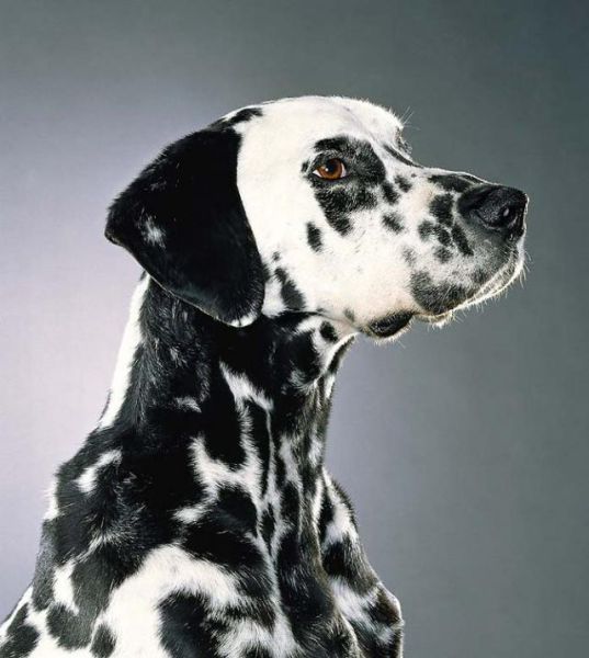 صور كلاب مضحكة