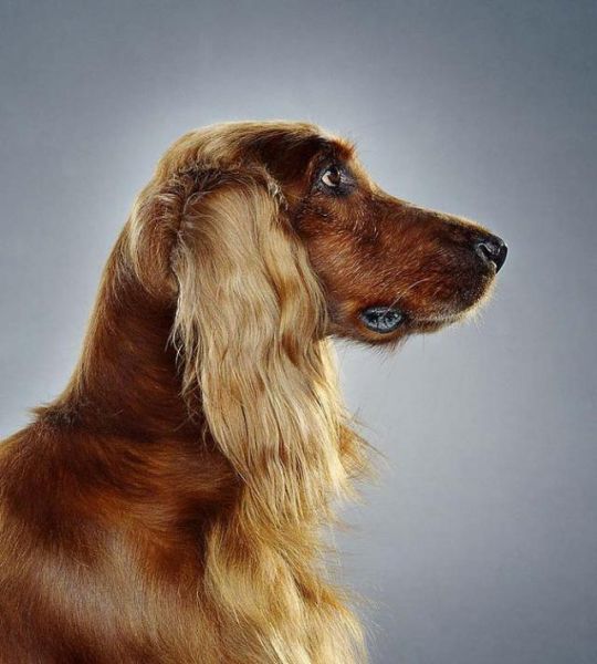 صور كلاب مضحكة