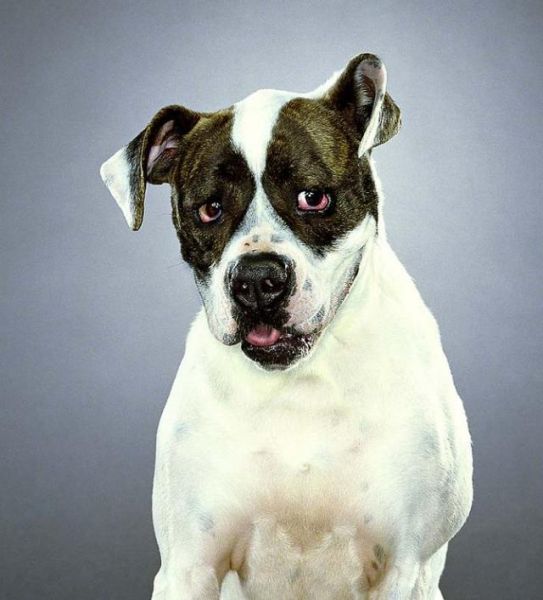 صور كلاب مضحكة