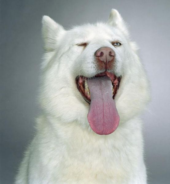 صور كلاب مضحكة