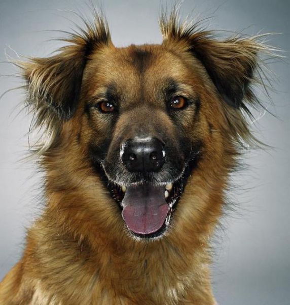 صور كلاب مضحكة