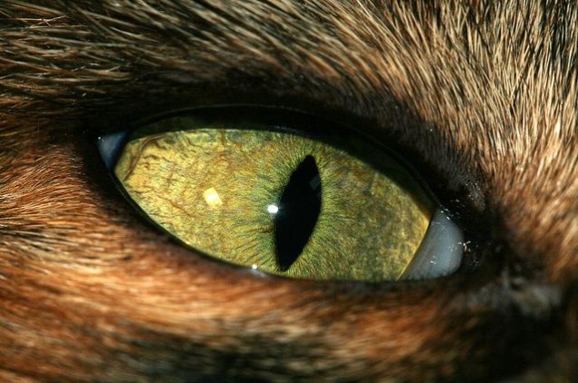 بالصور عيون الحيوانات عن قرب