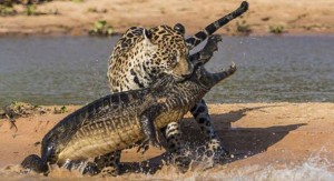 k3k3-Alaa-28122013-2