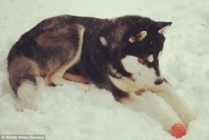 k3k3-Alaa-29122013-2