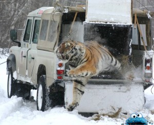 أكثر اللقطات والصور حماقة ومخاطرة2