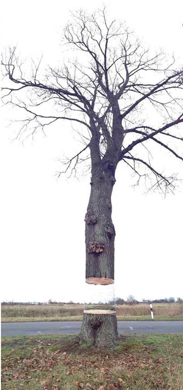 شجرة في ألمانيا تطفو في الهواء