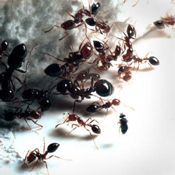 الوقاية من النمل
